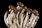 Mushrooms On A Black Background Stock Photo