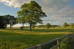 Barley Fields Stock Photo