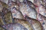 Fresh Tilapia Fish Aka Pla Nin On Ice Exposition At The Seafood Stock Photo