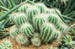 Cactus Stock Photo