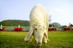 Sheep In The Farm Stock Photo