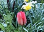 Tulips In The Garden Stock Photo