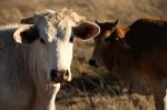 Cute Cows In The Countryside During The Day Stock Photo