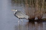 Grey Heron (ardea Cinerea) Walking Into The Water Stock Photo