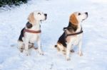 Two Hunting Dogs Sitting Together In Snow Stock Photo