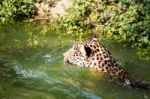 Orange Jaguar Swimming Stock Photo