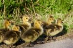 Six Cute Chicks Stock Photo