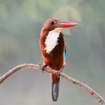 White-throated Kingfisher Stock Photo