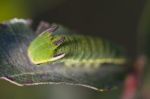 Foxy Emperor (charaxes Jasius) Stock Photo