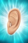 Ear Anatomy Stock Photo