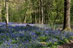 Bluebells In Staffhurst Woods Near Oxted Surrey Stock Photo