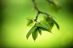 Spring Foliage. Young Green Leaves Stock Photo