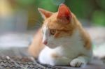 An Adorable Brown Cat Lying Outdoor Stock Photo