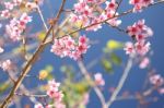 Pink Sakura Flower Stock Photo