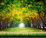 Wood Terrace With Fresh And Green Beautiful Of Summer Blooming Y Stock Photo