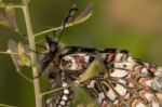 Spanish Festoon Butterfly (zerynthia Rumina) Stock Photo