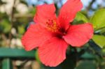 Macro Photo Of A Red Hibiscus Flower Stock Photo