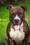 Female American Pitbull Terrier Stock Photo