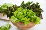 Red And Green Oak Lettuce Stock Photo