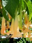 Brugmansia Flowering In Estepona Stock Photo