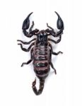 Scorpion Isolated On The White Background Stock Photo