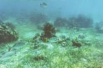 Underwater World In The Reef Near Caye Caulker In Belize Stock Photo