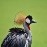 Grey Crowned Crane Stock Photo