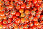 Many Bunches Of Red Vine Tomatoes Stock Photo