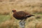 Red Grouse On Post Stock Photo