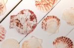 Mixed Seashells On White Stock Photo