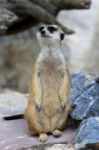 Meerkat Standing Alert And Watchful Stock Photo