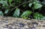 Monkey Grasshopers On The Tree In The Forest Stock Photo