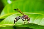 Wasp In Green Nature Or In Garden Stock Photo