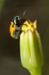 Leaf Beetle (lachnaia Paradoxa) Stock Photo