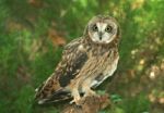 Short-eared Owl Stock Photo