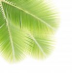 Coconut Leaf Isolated On White Background Stock Photo