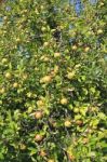 Plenty Of Apples Stock Photo