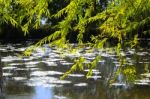 Autumn Scenery Near A Lake With Yellow Leaves On  Trees In Fall Stock Photo