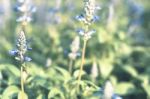 Colorful Flowers For Background Stock Photo