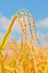 Golden Rice Field Stock Photo