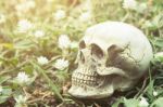 Still-life Of Human Skull On Grass And White Flowers Stock Photo