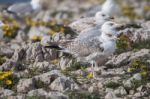 Young Seagulls Near The Cliffs Stock Photo