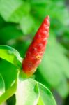 Costus Speciosus Stock Photo