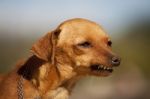 Dog With Weird Smile Stock Photo