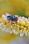 Insect Fly Stock Photo