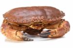 Cancer Pagurus Sea Crab On White Background Stock Photo