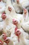 Sick Chicken Or Sad Chicken In Farm,epidemic, Bird Flu, Health Problems Stock Photo