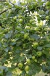 Green Apples Stock Photo