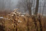 Yellow Blade Of Grass Covered With Snow Stock Photo