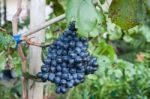 Bunches Of Grapes Hang From A Vine Stock Photo